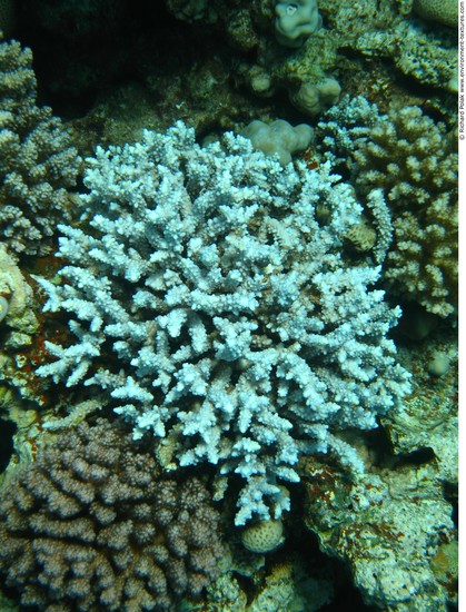 Corals