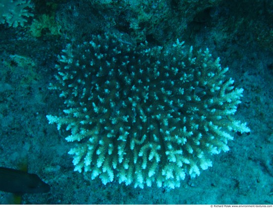 Corals