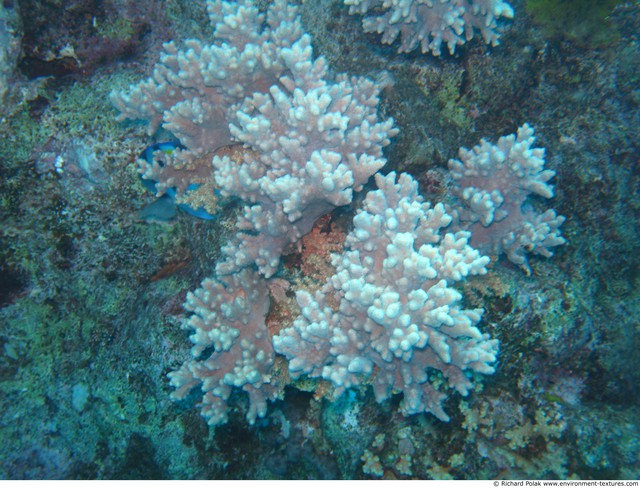 Corals