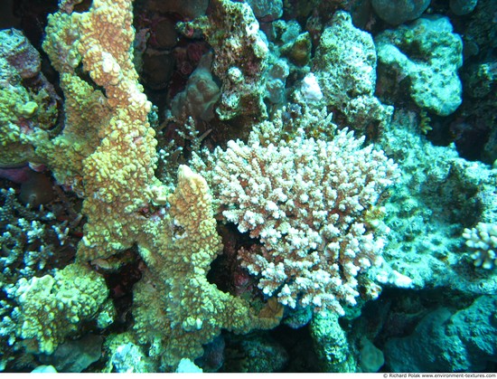 Corals