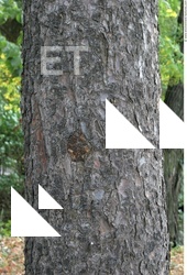 Tree Bark