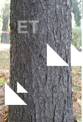 Tree Bark