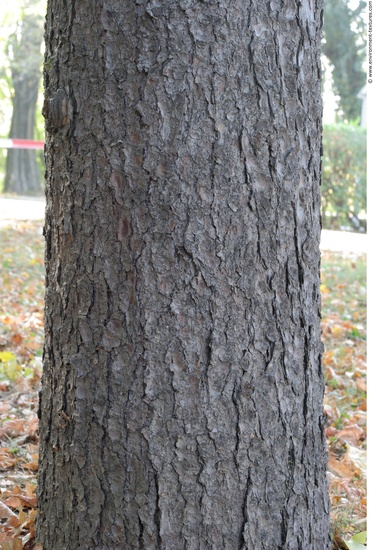 Tree Bark