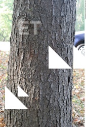 Tree Bark