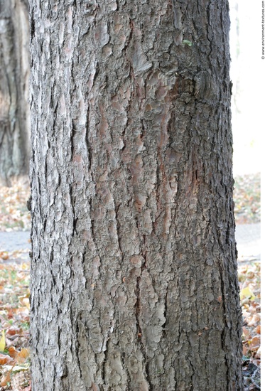 Tree Bark