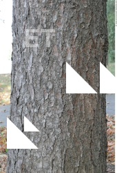 Tree Bark