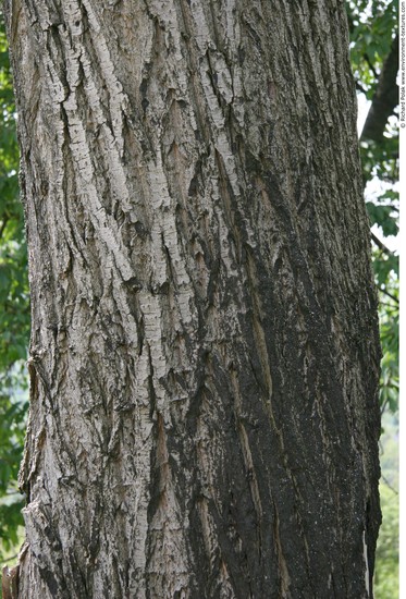 Tree Bark