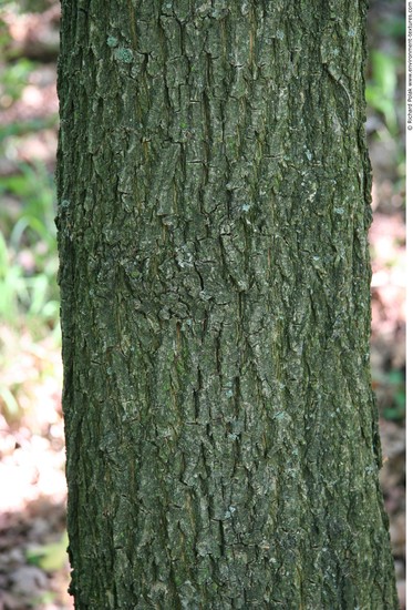 Tree Bark