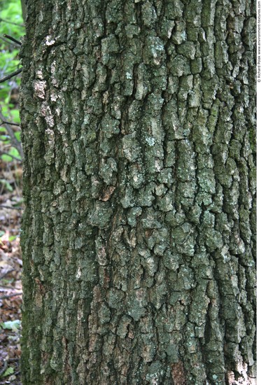 Tree Bark