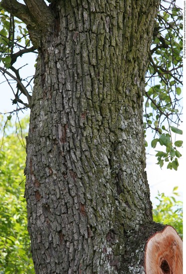 Tree Bark