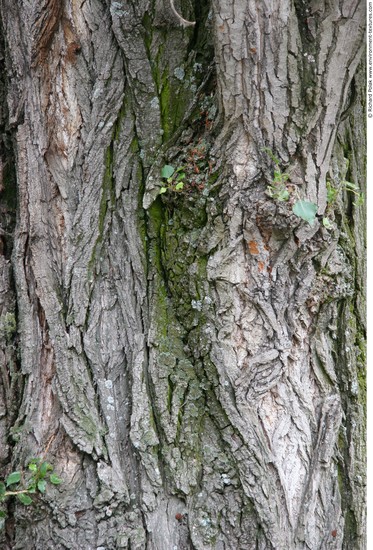 Tree Bark