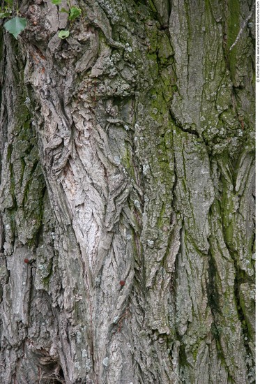 Tree Bark