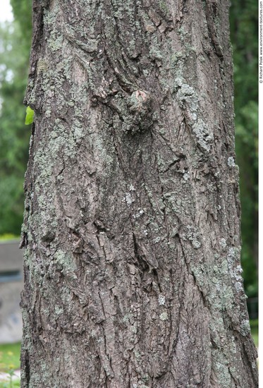 Tree Bark