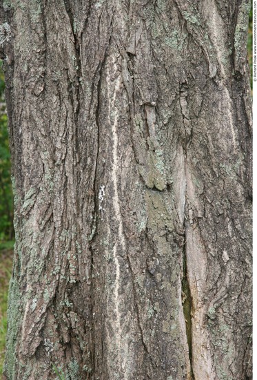 Tree Bark