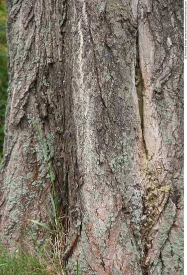 Tree Bark