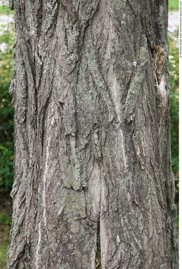 Tree Bark