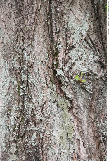 Tree Bark