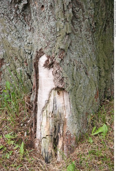 Tree Bark