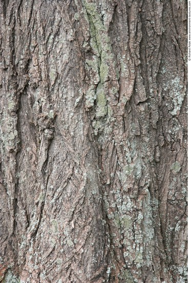 Tree Bark