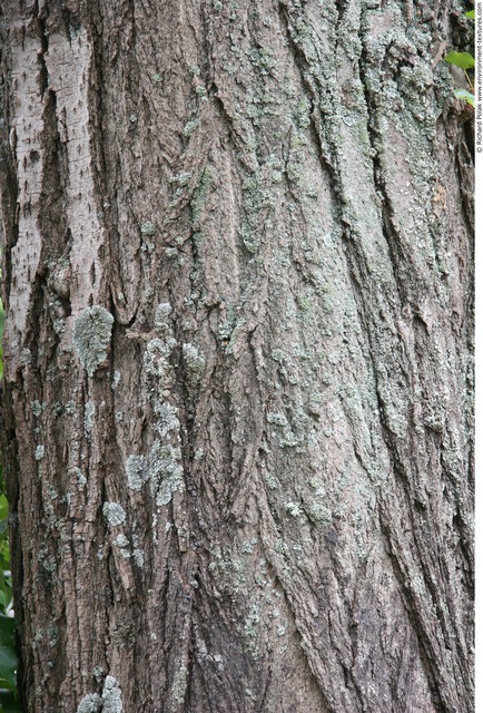 Tree Bark