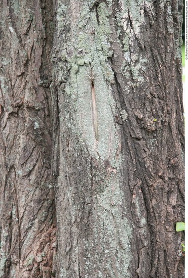 Tree Bark