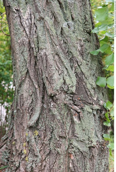 Tree Bark