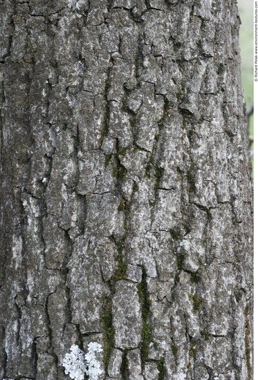 Tree Bark