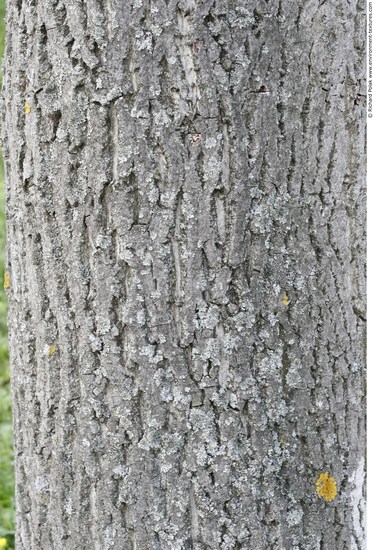 Tree Bark