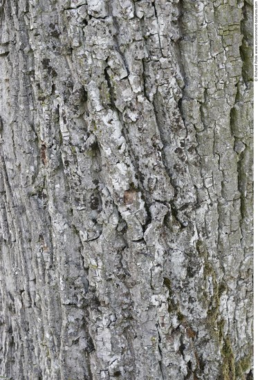 Tree Bark