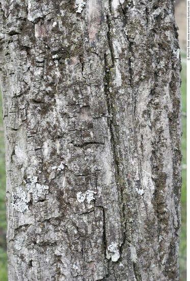 Tree Bark