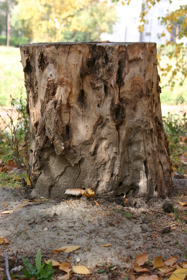 Tree Bark