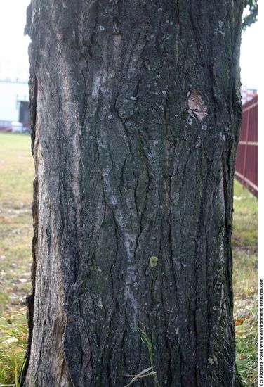 Tree Bark