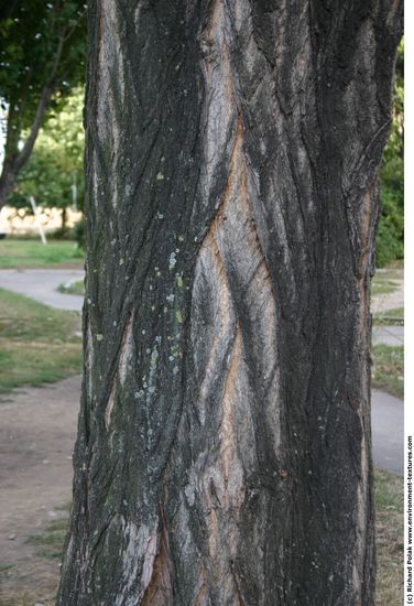 Tree Bark