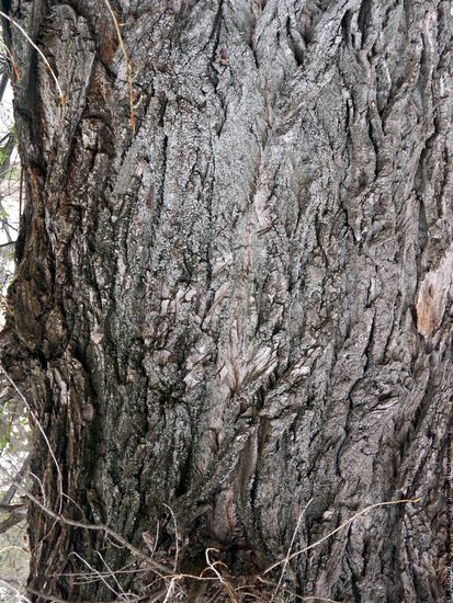 Tree Bark