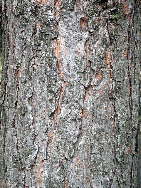 Tree Bark