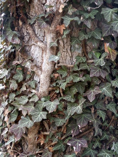 Tree Bark