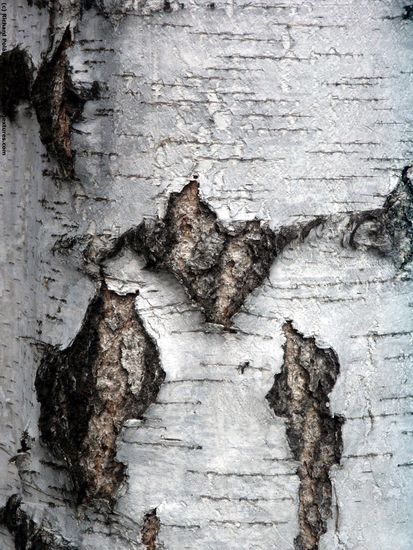 Tree Bark