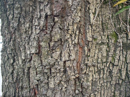 Tree Bark