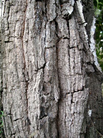 Tree Bark