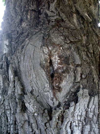 Tree Bark