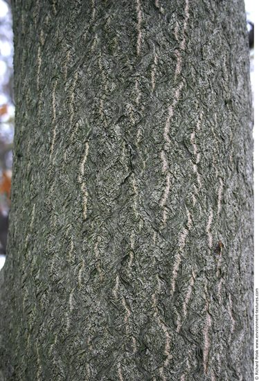 Tree Bark