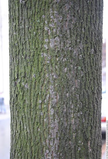 Tree Bark