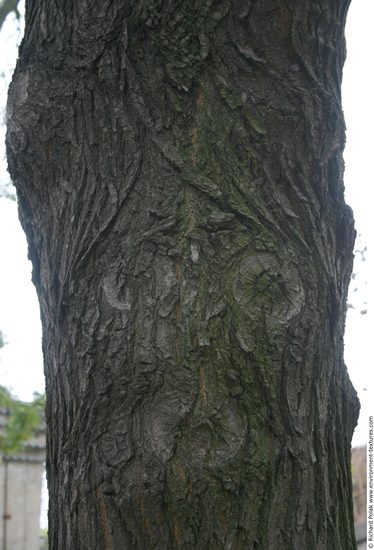 Tree Bark