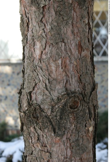 Tree Bark