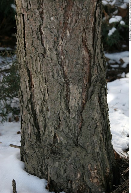 Tree Bark