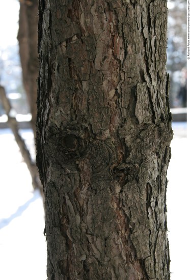 Tree Bark