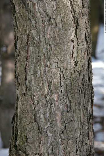 Tree Bark