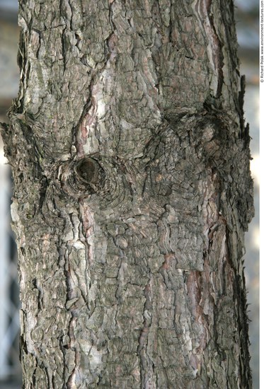 Tree Bark