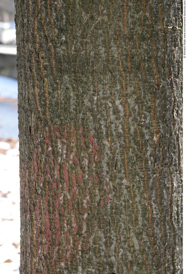 Tree Bark