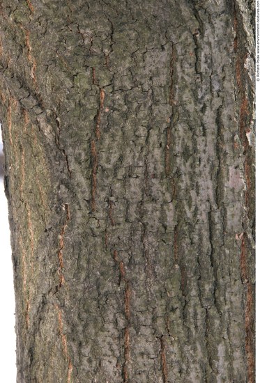 Tree Bark